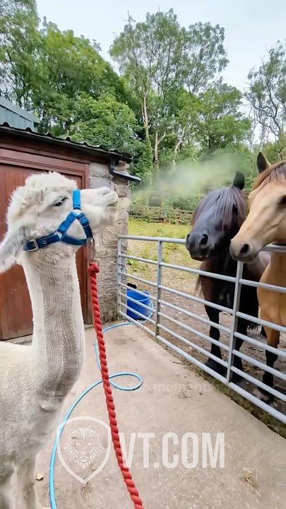 Alpaca Spits on Horses and They’re Not Having It 😂🐴