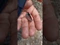MARIPOSA 88 YA DES-VIVIDA 😓🥺😢☹️ #Viral #CerroDelBorrego #ASMR #AltasMontañasVeracruz #ParaTi #fyp