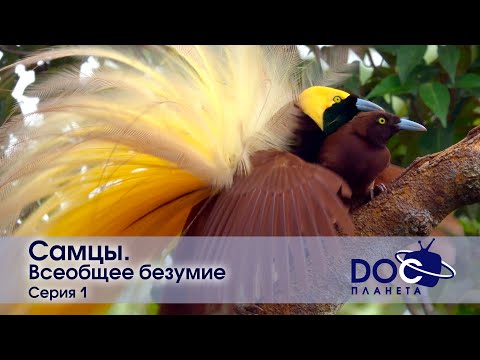 Самцы - Фильм 1. Всеобщее безумие - Документальный фильм