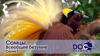 картинка: Самцы - Фильм 1. Всеобщее безумие - Документальный фильм