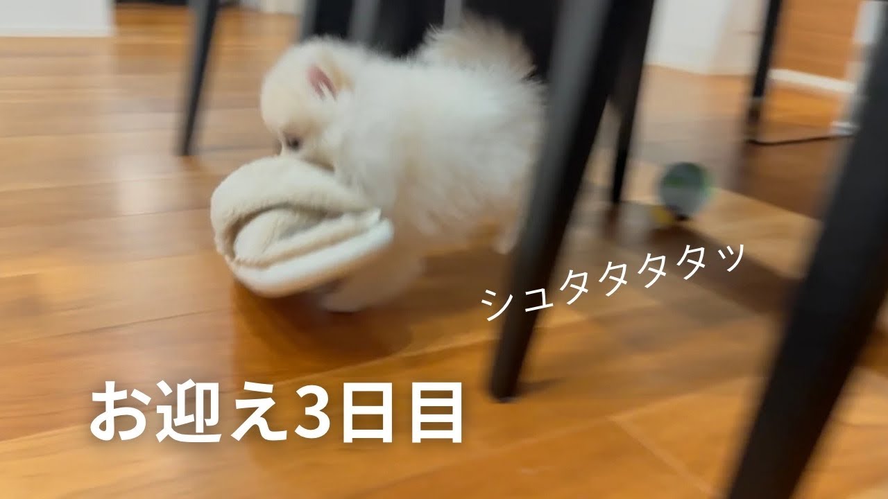 お迎え3日目｜小さなスリッパ泥棒