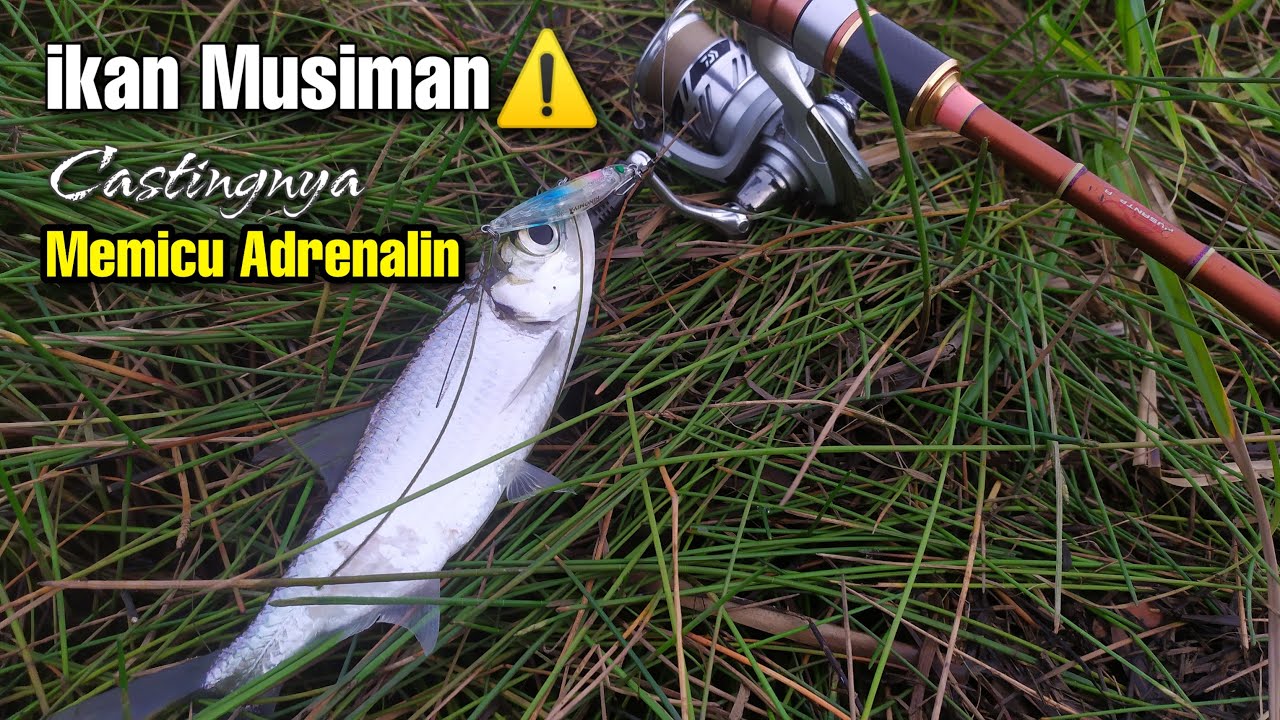 Ultralight casting - Bulan bulan Tarpon | Hinomiya sinking | Relix Lollypop 2-6 Lb