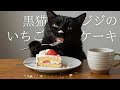 黒猫ジジがイチゴのショートケーキ作りに挑戦🍰