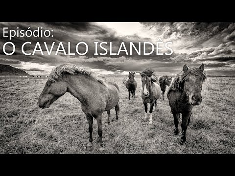 Vídeo: Cavalo Islandês