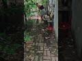 Eine weniger aufwändige Gartenarbeit, aber mit großer Wirkung! #gartenarbeit #asmr #satisfying