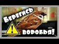 В чем опасность воробья дома. Что может маленький воробей.