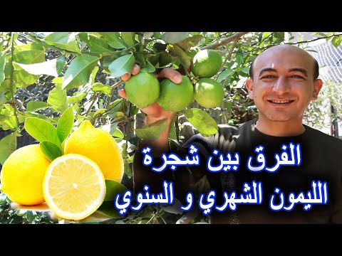 فيديو: ما هي شجرة تاهيتي الليمون: نصائح لزراعة ليمون تاهيتي الفارسي