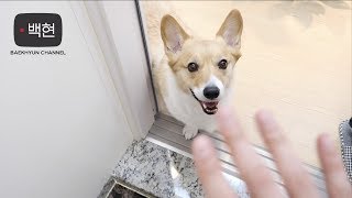 Baekhyun's Vlog (Mong-ryong/큥튜브/corgi tube/my clone)