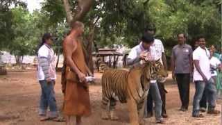 Kanchanaburi Tiger Temple