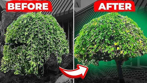 Watch Me Trim This Weeping Mulberry Tree