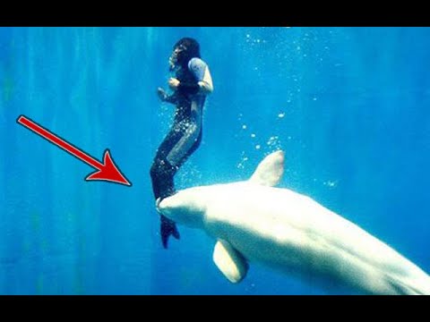 Видео: Саарал дельфин: зүйлийн онцлог