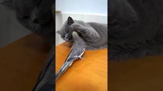 KUCING VS BURUNG #shorts