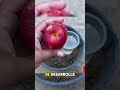 Truco para cultivar melocotones y manzanos 🍑🍎 | Ve al enlace de mi perfil