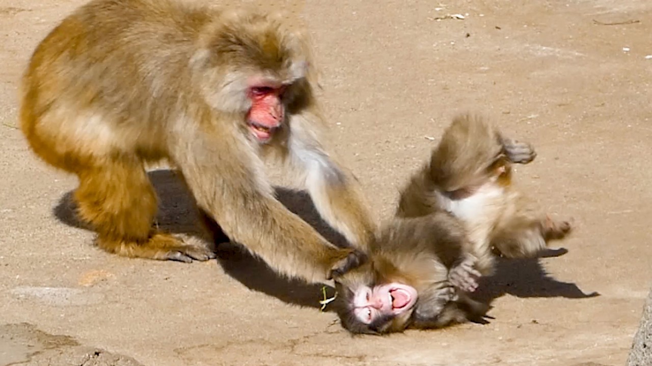 Punch Gets Attacked, Dragged… Runs to Mom but Surrounded