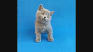 Edda british shorthair / Купить британскую кошку Edda british shorthair / Купить британскую кошку