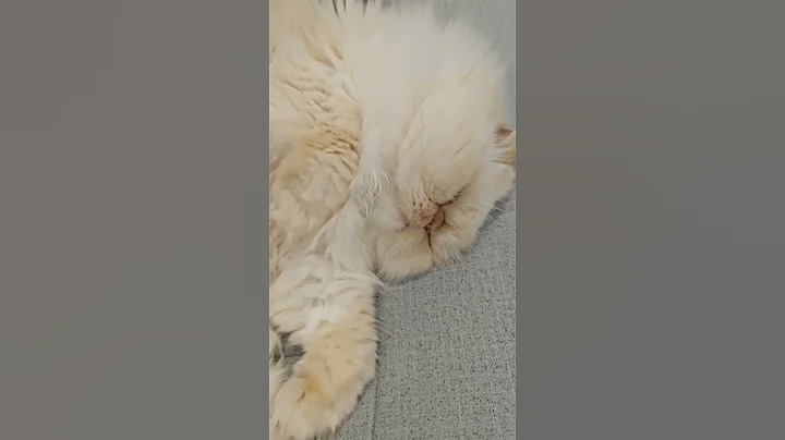 Video 5242771: sweet himalayan persian cat