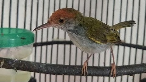 Suara Pikat Burung Prenjak Lumut LANCUR Gacor 100% TERBUKTI AMPUH Untuk MIKAT Perenjak Ciblek Liaran