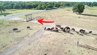 Young Bison Herd Runs New Pasture For The First Time!