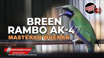 🔴Masteran Cucak Cungkok GACOR Bren Rambo AK-47