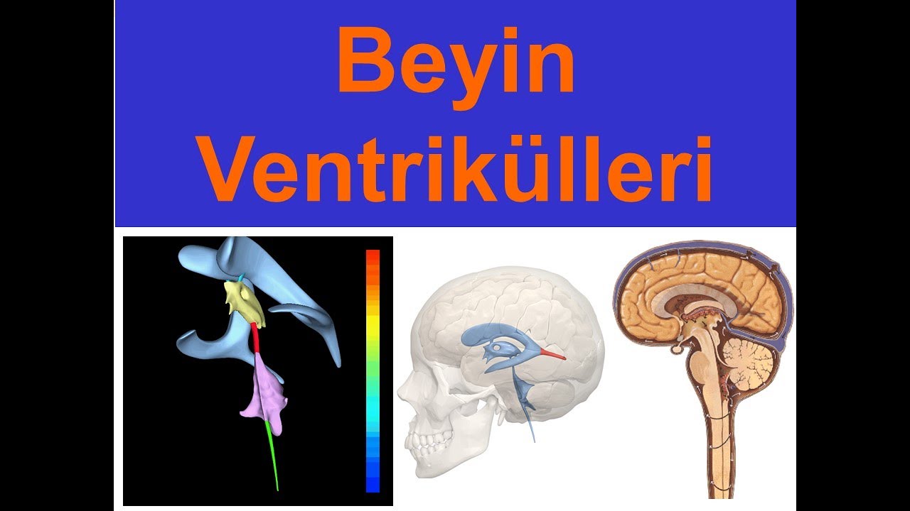 Beyin Ventrikülleri YAYDAR