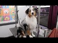 Grooming an Australian Shepherd の動画、YouTube動画。