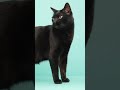 Why Cats Act So Independent
