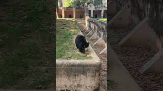 Dance वाला भालू 🐻😂//fun bear #lucknowzoo #funny #dancevideo #fun अयोध्या to Lucknow