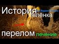 ПЕРЕЛОМ конечности у телёнка. ЛЕЧЕНИЕ. FRACTURE limbs in the calf. TREATMENT