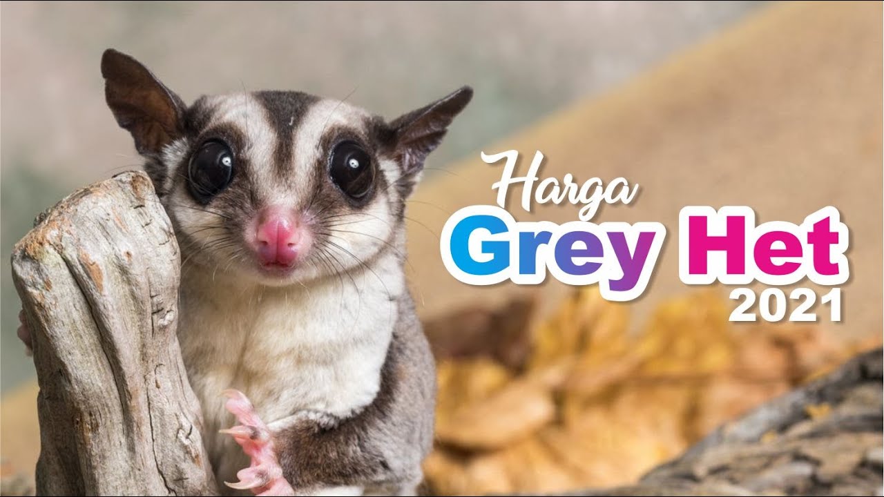 HARGA SUGAR GLIDER GREY HET 2021