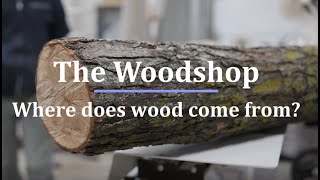 The Woodshop: Where does wood come from?