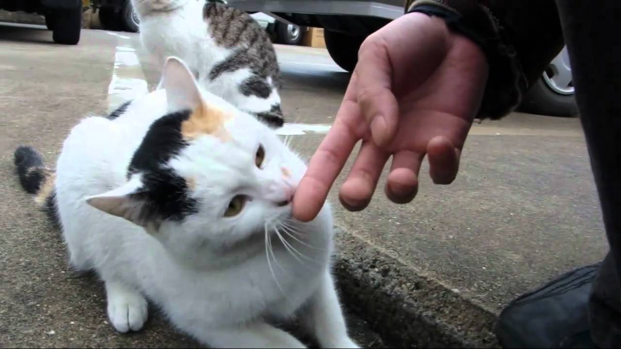 なつく猫 Youtube