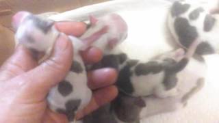 Newborn long coat chihuahuas