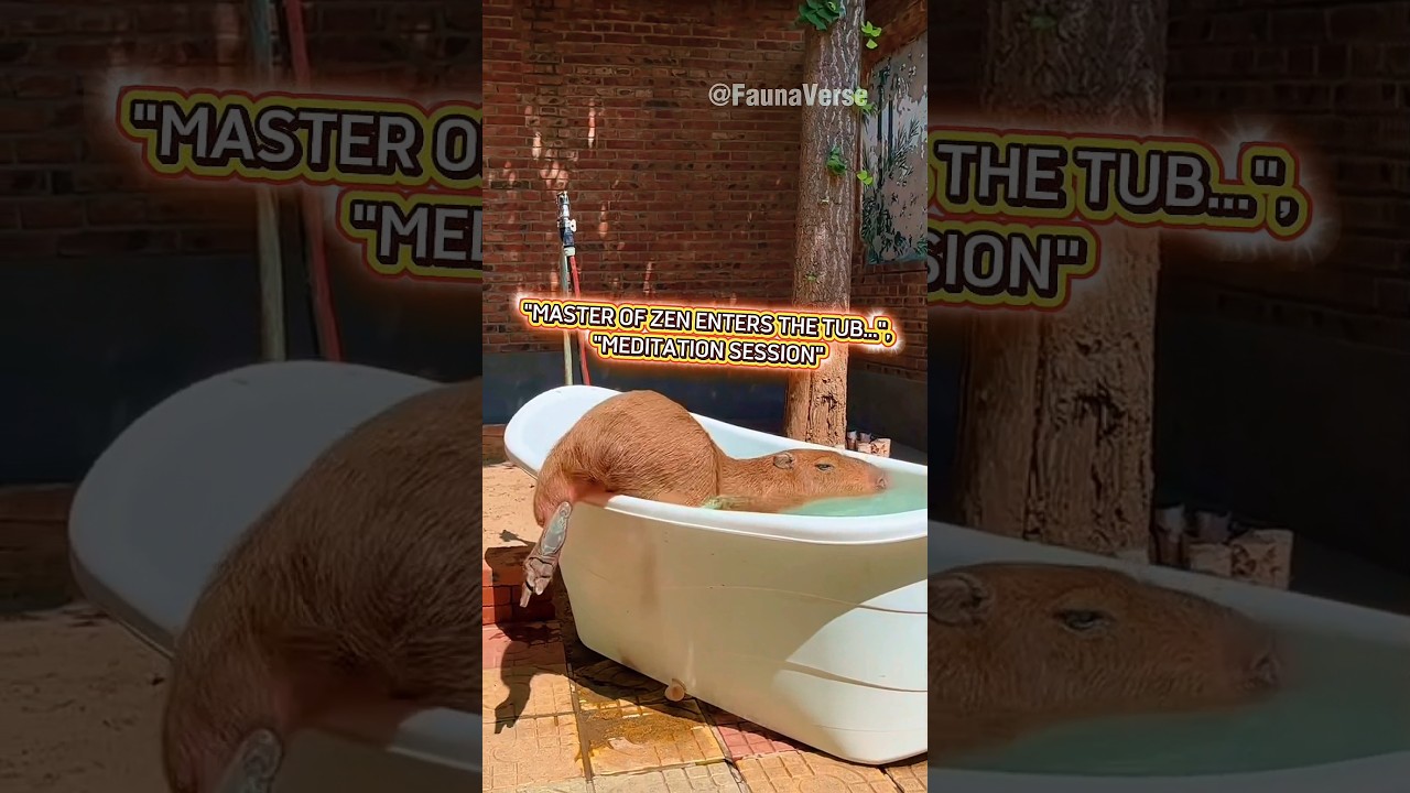 Meet the CEO of Calm: The Capybara Spa Day 🛁 