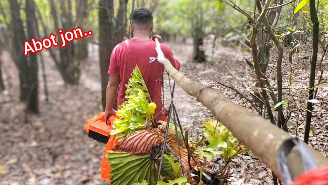 Sampe dipikul 😆. Dapat Platycerium dari hutan liar. Tanduk Rusa