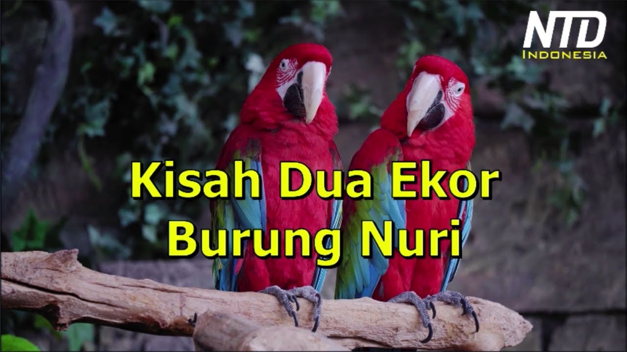 Kisah Inspiratif: Dua Ekor Burung Nuri 