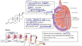 Homeostasis II, Video I - Background of the Male Reproductive System