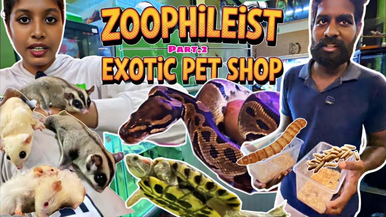 zoophilist-exotic-pet-in-chennai-part-2-snakes-sugar-gliders