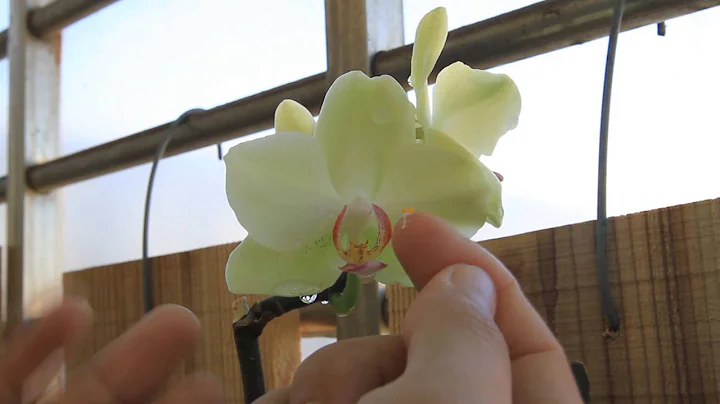蝴蝶兰、兰花授粉教学 - 天天要闻