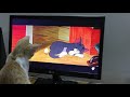 Chintu Kitten watching TOM & JERRY cartoon ^_^