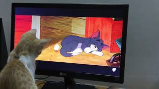 Chintu Kitten watching TOM & JERRY cartoon ^_^