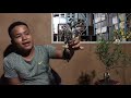 S.108 Hướng dẫn chi tiết để có một cây Hồng Ngọc Mai như ý.