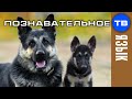 Почему СОБАКА, ПЁС, ЩЕНОК? (Познавательное ТВ, Артём Войтенков)