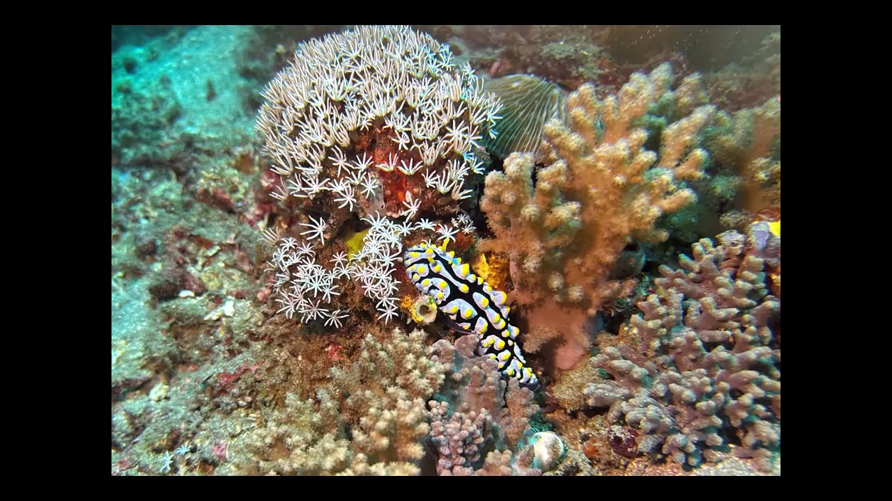 Deb and Chuck in Indonesia 2025  - Nudibranch