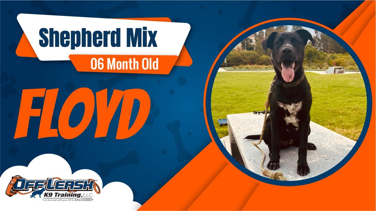 🐶🦮Off leash Dog Training / Obedience Training 🦮🐶 YouTube