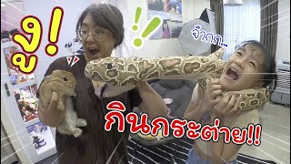 งูกินกระต่าย!! | ละครสั้นหรรษา | แม่ปูเป้ เฌอแตม Tam Story