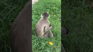 Monkey short video 🐒#funny #monkey