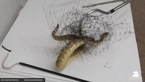 Another Mojave Rattlesnake caught in bird netting.