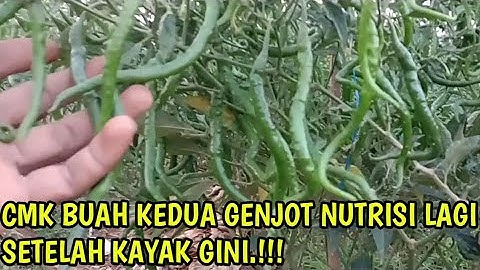 Pupuk Cabe Buah Ke Dua Agar Maksimal || Pertanian cabe merah / safeea official