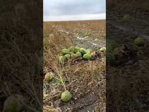 Арбузы в октябре