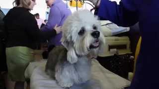 Dandie Dinmont Terrier